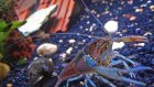 Crayfish smuggling foiled as Malawi acts to protect native species