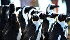 COASTAL HAZARD: Endangered penguins and gannets threatened as tar balls wash up along SA coastline