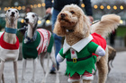 IN PICTURES: Edinburgh’s Christmas’ Santa Paws event, and more from around the world