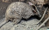 WILDLIFE RESCUE: Aardvark rescue in Nelson Mandela Bay highlights perils of infrastructure theft crisis