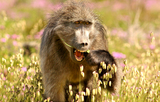 WILDLIFE POLICY: Death or caged future for many baboons as Cape Town adopts controversial plan