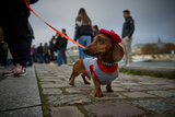 IN PICTURES: The 6th annual Paris Sausage Walk, and more around the world