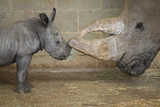 IN PICTURES: A one week old Southern White rhino calf plays with his mother, and more from&nbsp;(…)