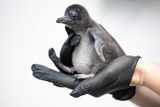 IN PICTURES: The world’s smallest penguin species, and other stories from around the globe