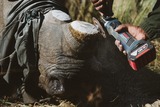 POACHED: Rhino killers shift their sights back to Kruger National Park