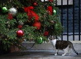 IN PICTURES: Larry, the Downing Street Cat inspects a Christmas Tree, and more around the world