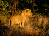 WILDLIFE UNDER THREAT: Targeted poaching poses existential risk to Africa’s dwindling lion&nbsp;(…)