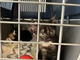 ANIMAL WELFARE: Breeding crisis: the plight of animal rescuers during kitten season