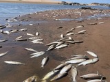 WASHED UP: Floating fish — two beaches closed, mass deaths on KZN North Coast