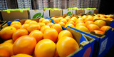 OP-ED: SA’s citrus future depends on the logistics built today