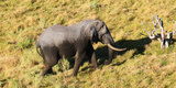 BIG DEAL: Unsustainable elephant hunting is a growing economic risk for Botswana, says report