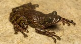SMALL WARRIORS: Tiny defenders: SA’s forgotten frogs matter as much as its rhinos