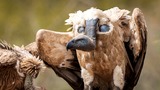 MINISTER ACTS: Fast-track solar plan crumbles as risks to endangered vultures come to light