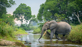 ANALYSIS: Better data, same emergency — the forest elephant crisis continues