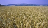 BUSINESS ANALYSIS: Loaded for Bear: SA wheat farming may be on the brink of collapse — what can be done?