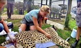 OUR BURNING PLANET: Study of cheetahs and leopards shows lead poisoning threatens wildlife and (…)