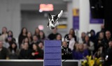 PHOTO ESSAY: In Pictures: At the Westminster Dog Show, a doberman named Penny takes top honours
