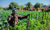 CLOSING GENDER GAPS OP-ED: Why empowering women farmers is the linchpin of food systems&nbsp;(…)