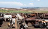 BIOSECURITY BLITZ: Race to vaccinate 7.2 million cattle as foot-and-mouth crisis bites