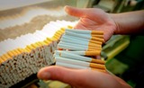 SMOKE SIGNALS: British American Tobacco stubs Heidelberg plant as illicit smokes snuff 230 jobs
